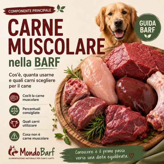 Carne Muscolare nella BARF: cos’è, quanta usarne e quali carni scegliere per il cane