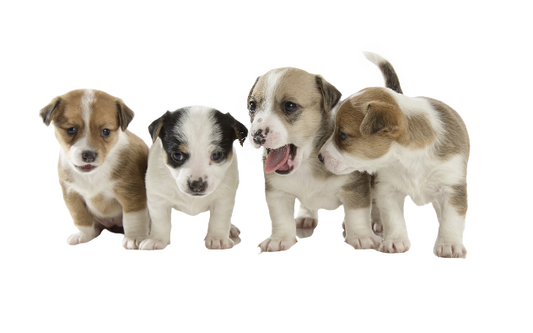 CUCCIOLI BARF: Guida all'Alimentazione Naturale per Cuccioli