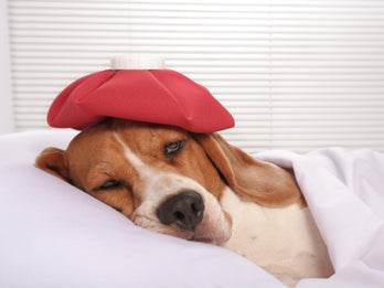 Malattie delle vie Urinarie