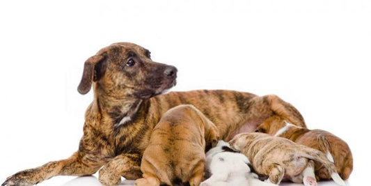 Gravidanza e Allattamento