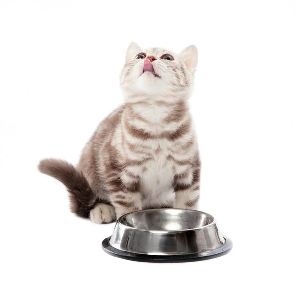 Uno studio sulla nutrizione - Gatto