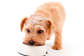 L'alimentazione del Cane