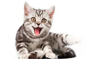 L'adattamento al nuovo cibo