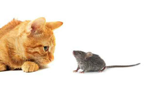 Alimentazione Felina