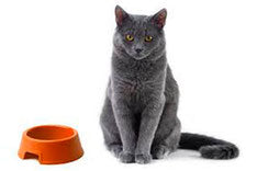 Errori frequenti e cibo non adatto