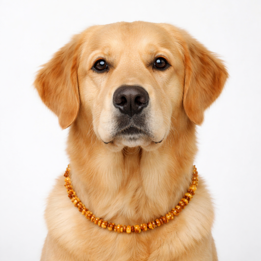 Collare in Ambra per Cani “Sole” | Supporto Naturale contro Zecche e Parassiti