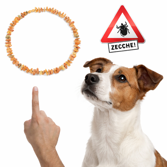 Collare in Ambra per Cani “Sole” | Supporto Naturale contro Zecche e Parassiti